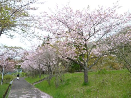 遠刈田公園の桜3.jpg