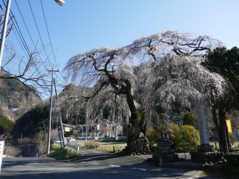 長泉院の桜.jpg