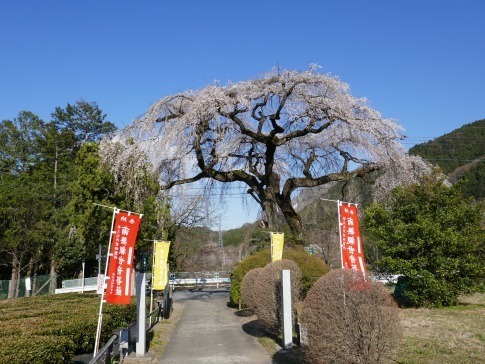 長泉院の桜2.jpg