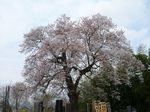 阿弥陀堂の桜２０１１.jpg