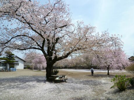 高徳寺の桜2.jpg