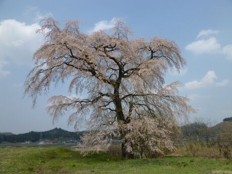 高萩の桜2.jpg