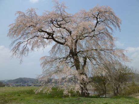 高萩の桜3.jpg