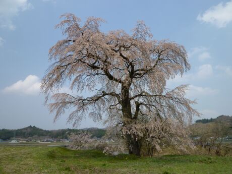 高萩の桜１.jpg