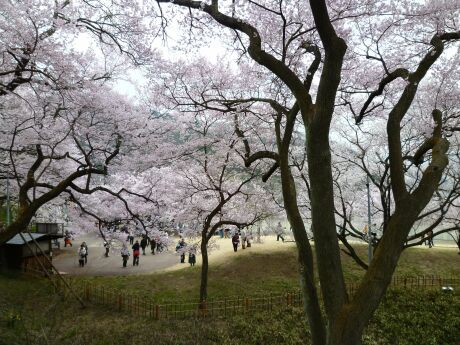 高遠城の桜６.jpg