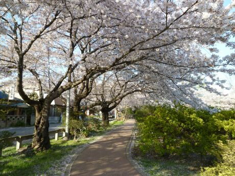 鴻巣公園の桜4.jpg