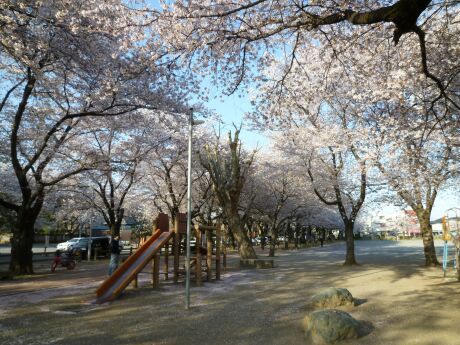 鴻巣公園の桜5.jpg