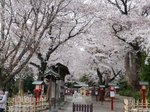 鷲宮神社の桜.jpg