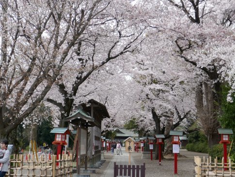 鷲宮神社の桜.jpg