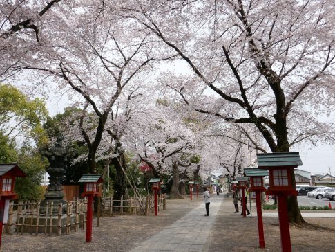 鷲宮神社の桜2.jpg