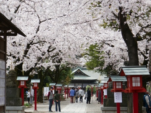 鷲宮神社の桜3.jpg
