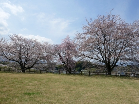 麻場城の桜.jpg