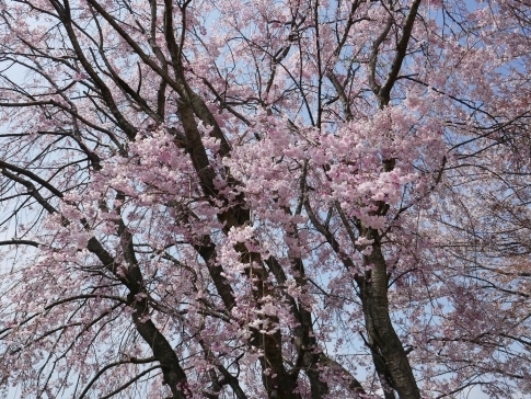 麻場城の桜2.jpg