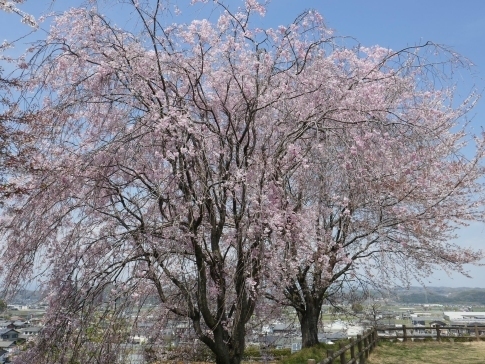 麻場城の桜3.jpg