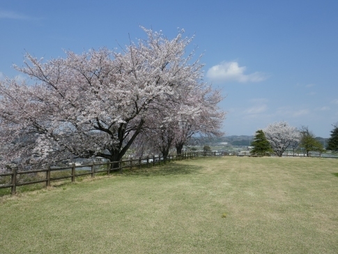 麻場城の桜4.jpg