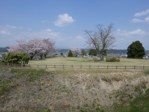 麻場城の桜5.jpg