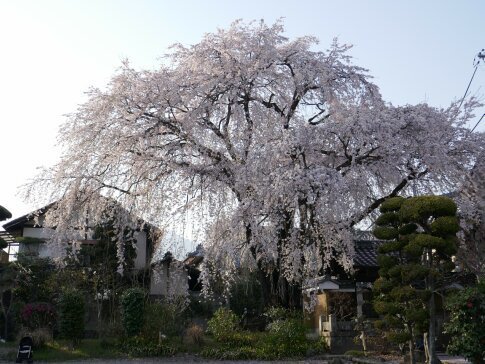 黄梅院の枝垂れ桜2.jpg