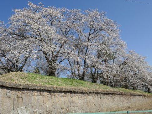 龍岡城　桜8.jpg