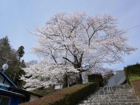 龍穏院桜１.jpg